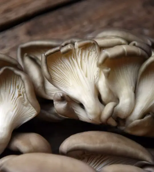 Yellowing Pearl Oyster Mushrooms