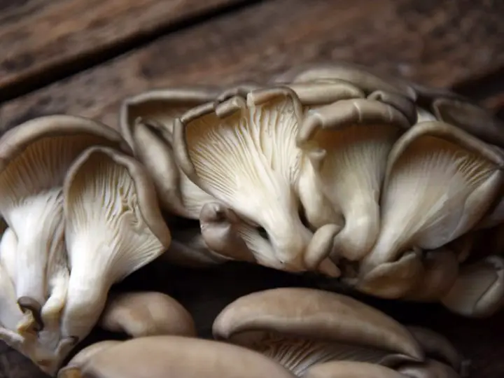 Why Do Oyster Mushrooms Turn Yellow? Mushroom Flow