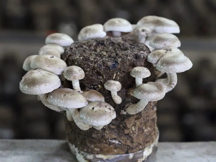 Can You Grow Shiitake Mushrooms in Coffee Grounds? Mushroom Flow