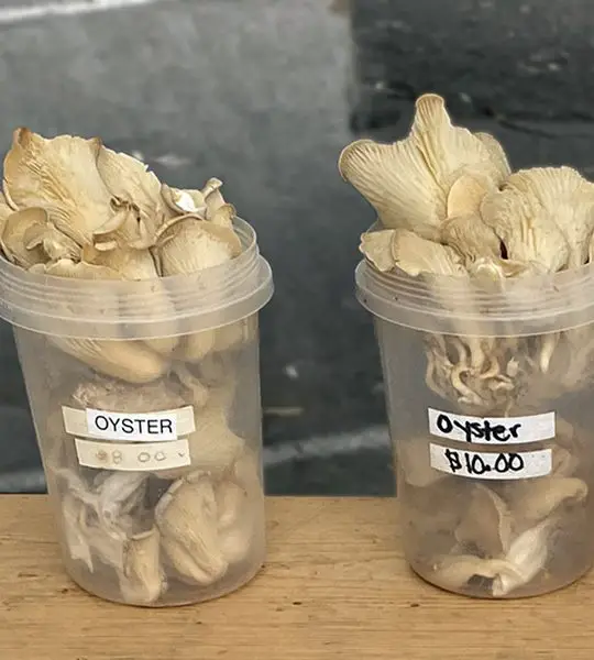 Oyster mushrooms expensive