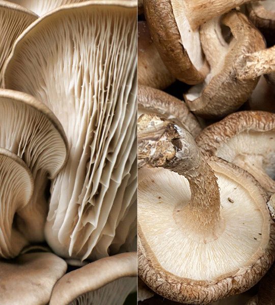 Oyster and Shiitake Mushrooms