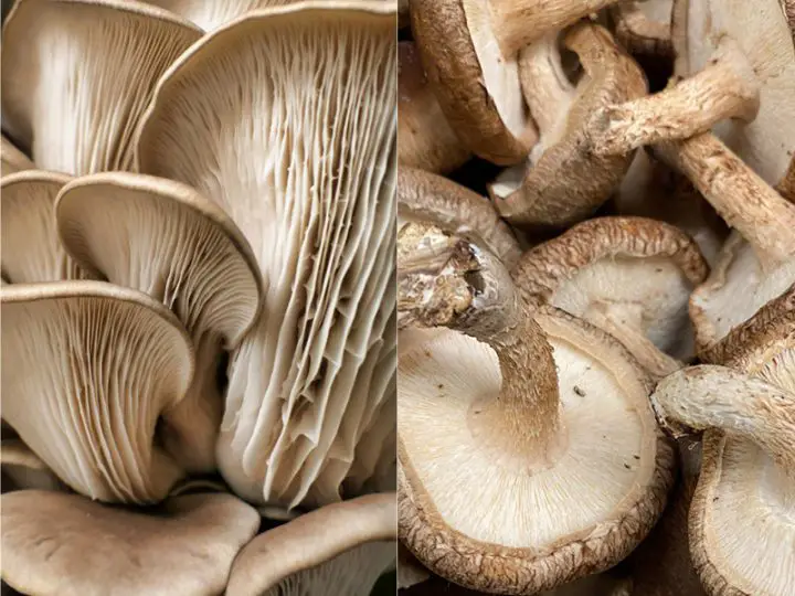 Shiitake vs Oyster Mushrooms Mushroom Flow