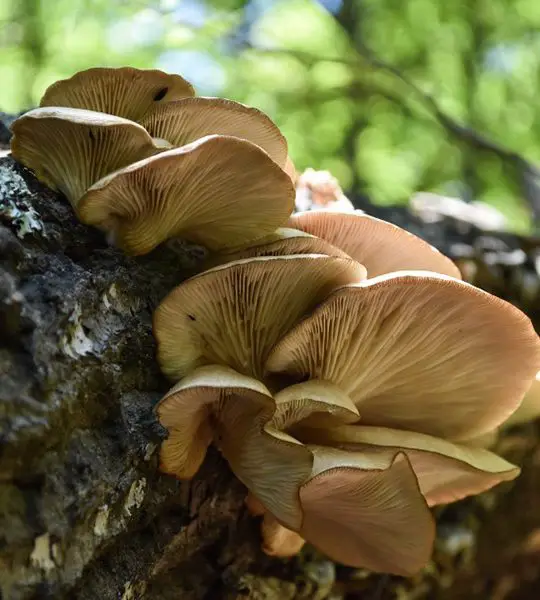 Oyster mushroom growing