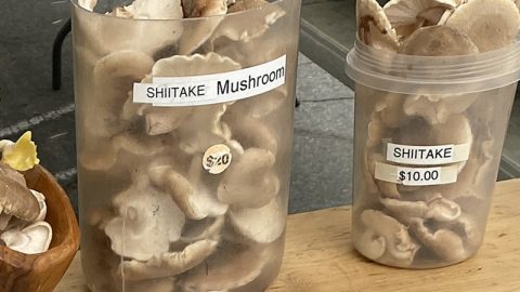 Shiitake mushrooms expensive