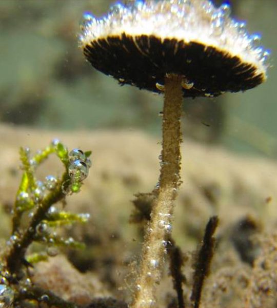Underwater mushroom