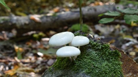 Mushrooms on a rock