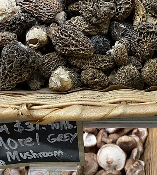 Expensive morel mushrooms
