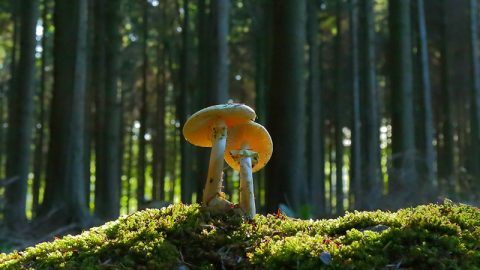 Mushrooms in sunlight