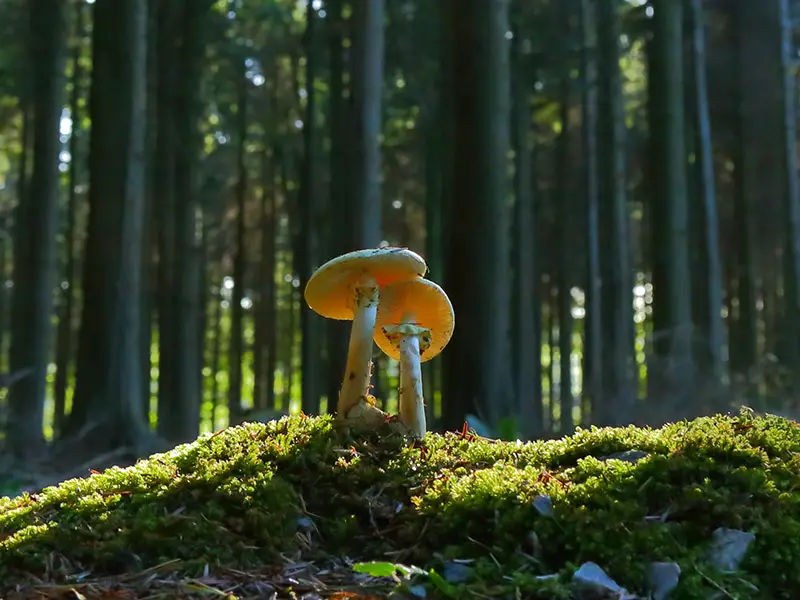 Mushrooms in sunlight