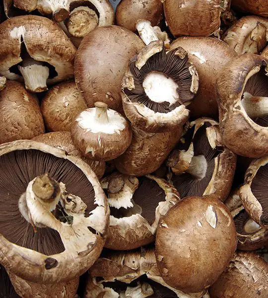 Portobello mushrooms at the market