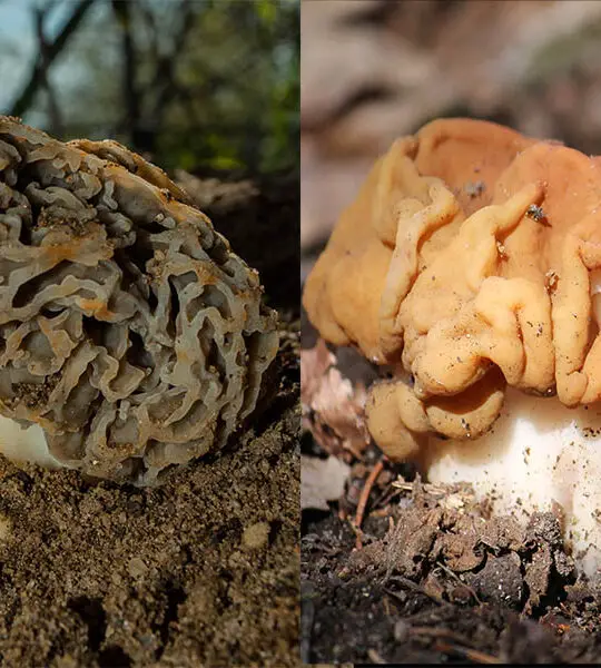 Real Morel vs False Morel Mushrooms