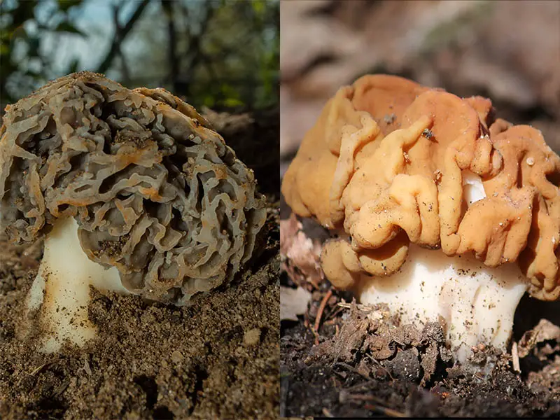 Real Morel vs False Morel Mushrooms