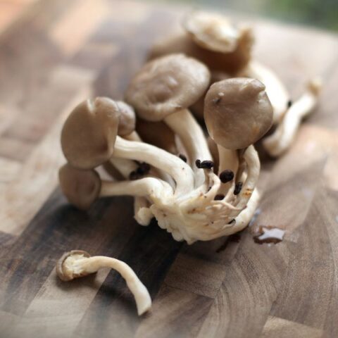 4 Reasons Oyster Mushrooms Turn Brown (& How To Fix It) – Mushroom Flow