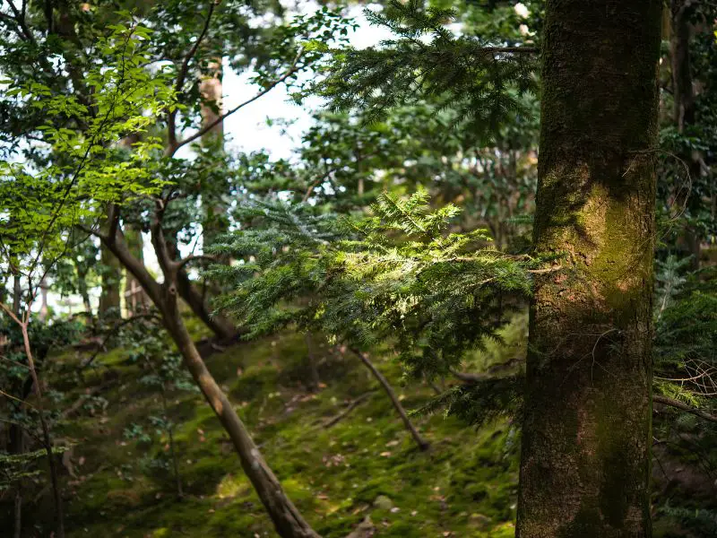 Japanese forest in the summer