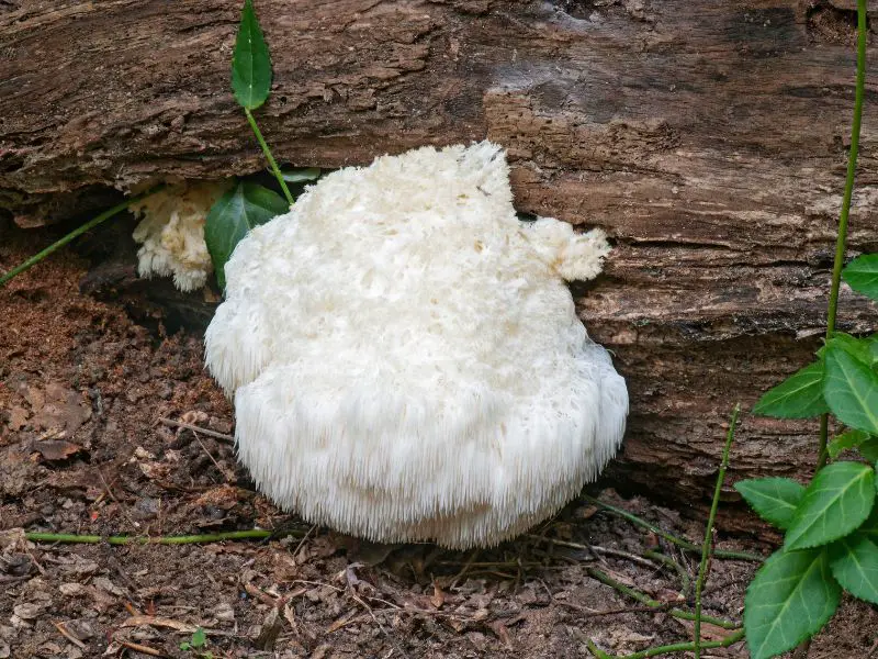 Lions mane outside on the ground