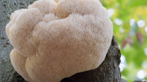 Lion's mane growing