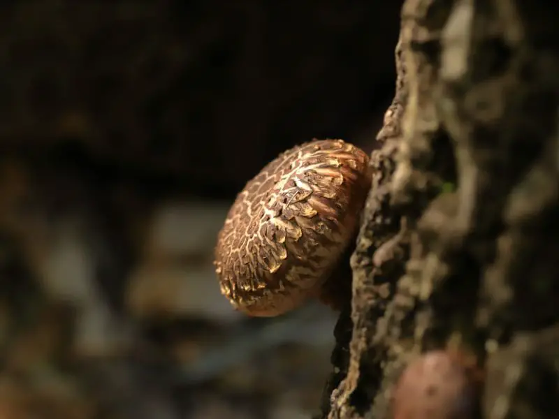 Shiitake mushrooms outside on a tree