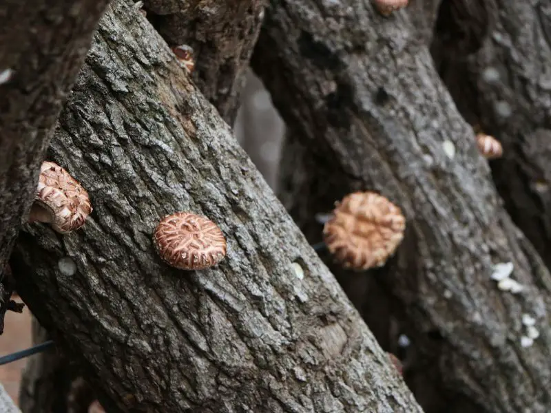 many shiitake mushrooms on trees